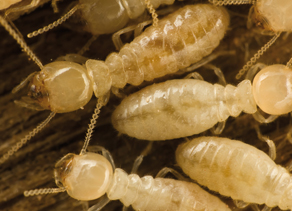Ratus Novergicus