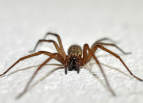 Mus Musculus
