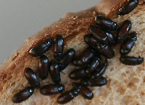 Mus Musculus