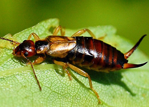 Ratus Novergicus