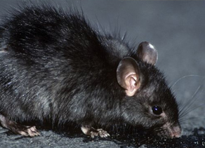 Ratus Novergicus